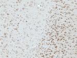 STMN2 Antibody in Immunohistochemistry (Paraffin) (IHC (P))