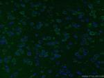 STMN2 Antibody in Immunohistochemistry (PFA fixed) (IHC (PFA))