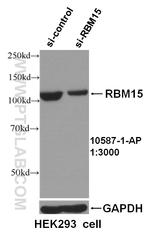 RBM15 Antibody in Western Blot (WB)