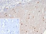 SCGN/Secretagogin Antibody in Immunohistochemistry (Paraffin) (IHC (P))