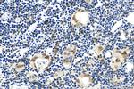 DLX5 Antibody in Immunohistochemistry (Paraffin) (IHC (P))