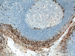 CD138/Syndecan-1 Antibody in Immunohistochemistry (Paraffin) (IHC (P))