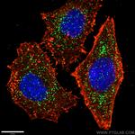 PEX14 Antibody in Immunocytochemistry (ICC/IF)