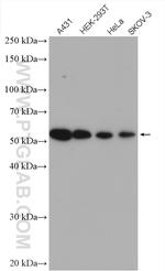 PEX14 Antibody in Western Blot (WB)