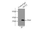 HEY2 Antibody in Immunoprecipitation (IP)