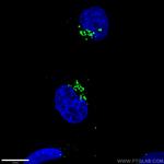 GORASP2 Antibody in Immunocytochemistry (ICC/IF)