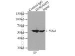 GORASP2 Antibody in Immunoprecipitation (IP)