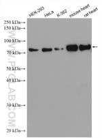 BAG3 Antibody in Western Blot (WB)