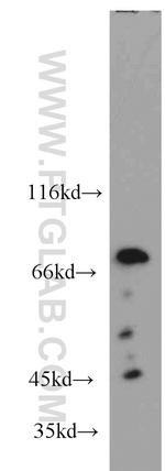 BAG3 Antibody in Western Blot (WB)