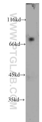 BAG3 Antibody in Western Blot (WB)