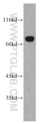 BAG3 Antibody in Western Blot (WB)