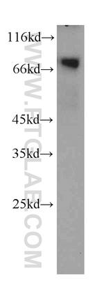 BAG3 Antibody in Western Blot (WB)