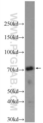 BAG3 Antibody in Western Blot (WB)