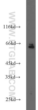 CD24 Antibody in Western Blot (WB)