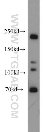 Plexin B2 Antibody in Western Blot (WB)