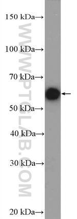 CHRNA1 Antibody in Western Blot (WB)