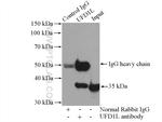 UFD1L Antibody in Immunoprecipitation (IP)