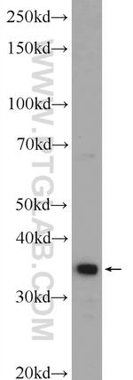 UFD1L Antibody in Western Blot (WB)