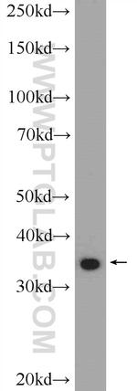 UFD1L Antibody in Western Blot (WB)