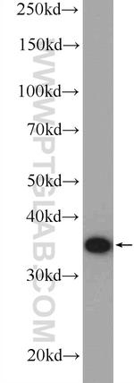 UFD1L Antibody in Western Blot (WB)