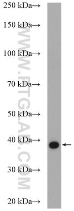 UFD1L Antibody in Western Blot (WB)