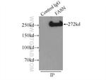 FASN Antibody in Immunoprecipitation (IP)