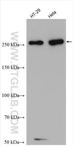 FASN Antibody in Western Blot (WB)