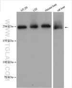 FASN Antibody in Western Blot (WB)