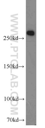 FASN Antibody in Western Blot (WB)