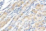 EEFSEC Antibody in Immunohistochemistry (Paraffin) (IHC (P))