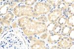 EEFSEC Antibody in Immunohistochemistry (Paraffin) (IHC (P))