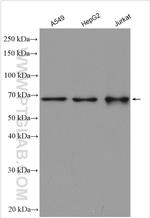 EEFSEC Antibody in Western Blot (WB)