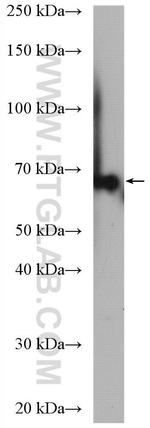 EEFSEC Antibody in Western Blot (WB)