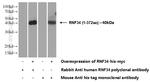 RNF34 Antibody in Western Blot (WB)