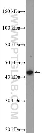 RNF34 Antibody in Western Blot (WB)