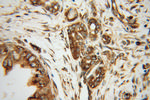EEF1D Antibody in Immunohistochemistry (Paraffin) (IHC (P))