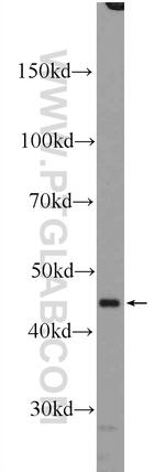 RXRA Antibody in Western Blot (WB)