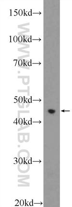 RXRA Antibody in Western Blot (WB)