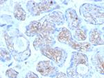 Periostin (POSTN) Antibody in Immunohistochemistry (Paraffin) (IHC (P))