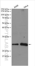 RHOC Antibody in Western Blot (WB)