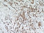 DLK1 Antibody in Immunohistochemistry (Paraffin) (IHC (P))