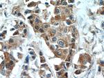 DLK1 Antibody in Immunohistochemistry (Paraffin) (IHC (P))