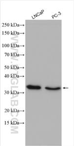 REDD1 Antibody in Western Blot (WB)