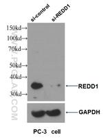 REDD1 Antibody in Western Blot (WB)