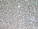 REDD1 Antibody in Immunohistochemistry (Paraffin) (IHC (P))