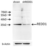 REDD1 Antibody in Western Blot (WB)