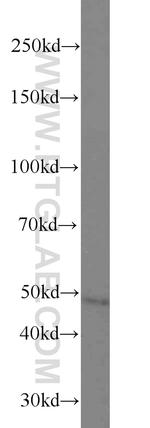 PACSIN3 Antibody in Western Blot (WB)