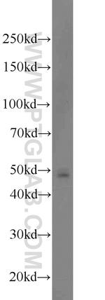 PACSIN3 Antibody in Western Blot (WB)