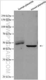 Placental Growth Factor Antibody in Western Blot (WB)