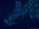 EMILIN1 Antibody in Immunocytochemistry (ICC/IF)